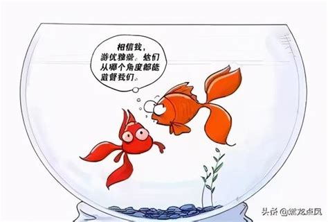 金魚缸效應行政學|金魚缸效應：提升行政效能